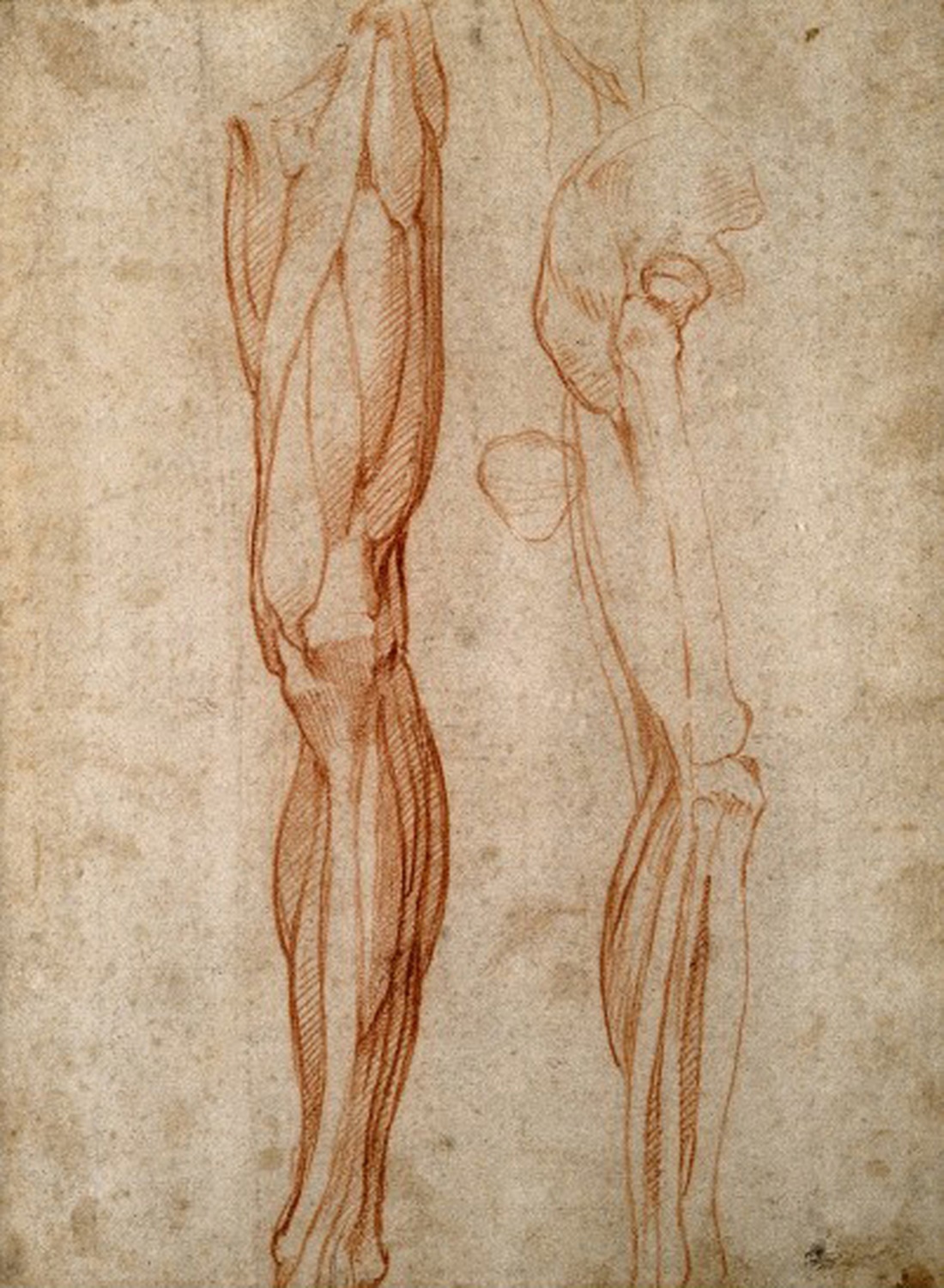 V0007716 The muscles of the left leg, seen from the front, and the boCredit: Wellcome Library, London. Wellcome Imagesimages@wellcome.ac.ukhttp://images.wellcome.ac.ukThe muscles of the left leg, seen from the front, and the bones and muscles of the right leg seen in right profile, and between them, a patella. Drawing by Michelangelo Buonarotti, c. 1515-1520.By: Michelangelo BuonarrotiPublished:  - Copyrighted work available under Creative Commons by-nc 2.0 UK, see http://images.wellcome.ac.uk/indexplus/page/Prices.html